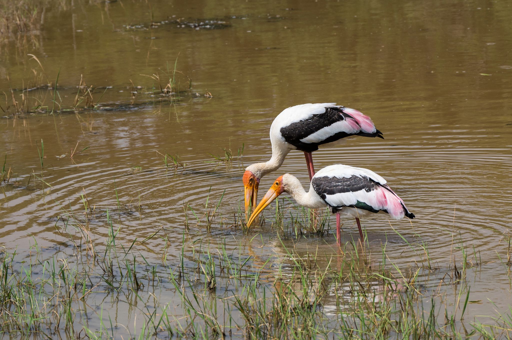 Buntstorch Painted Stork (Mycteria leucocephala)